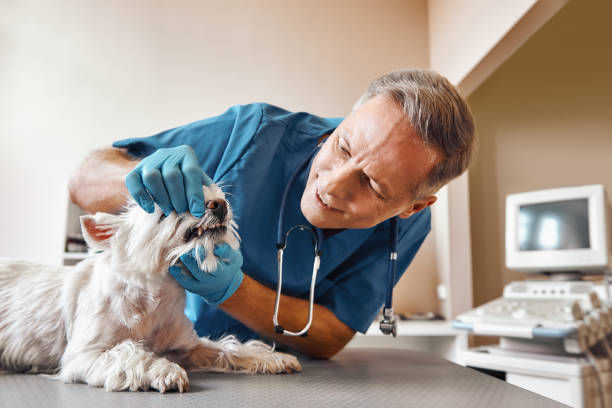 Best Broken or Cracked Tooth Emergency Dentist in Mountain City, GA